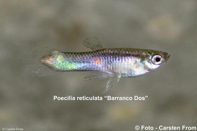 Vildguppy "Barranco Dos", Gran Canaria