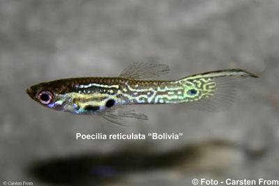 Vildguppy "Bolivia"