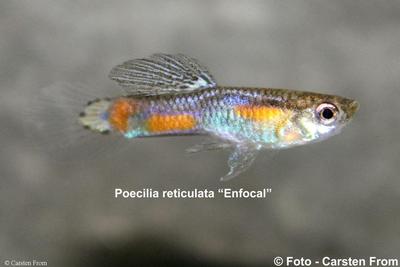 Vildguppy "Enfocal", Bolivia