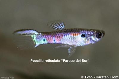Vildguppy "Parque del Sur", Gran Canaria