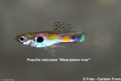 Vildguppy "West-plaine river", Philippinerne