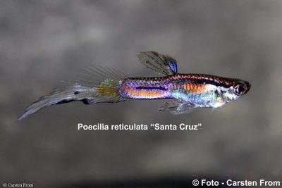 Vildguppy "Santa Cruz", Bolivia