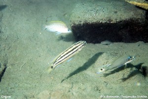 "Lamprologus" caudopuncatus & Julidochromis ornauts