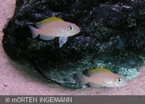 L. caudopunctatus