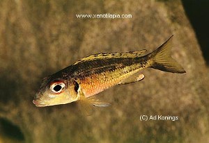 Callochromis melanostigma - han