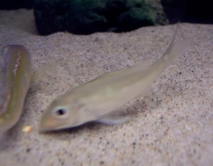 C. pleurospilus Kigoma - leg, bemærk ægpletten