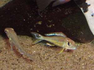 Bojumbora variant i leg