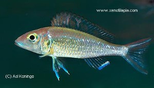 Callochromis stappersii - han