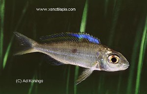 Cardiopharynx schoutedeni