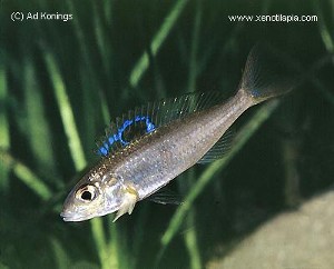 Ectodus descampsi - han