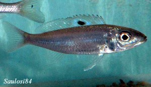 Ectodus descampsi
