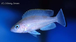 Lamprologus leloupi