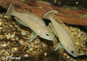 Lamprologus leloupi