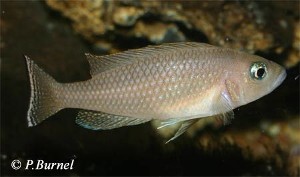 Lamprologus leloupi