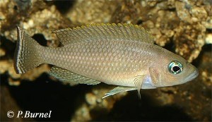 Lamprologus leloupi