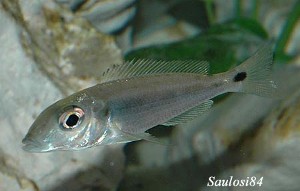 Grammatotria lemairii