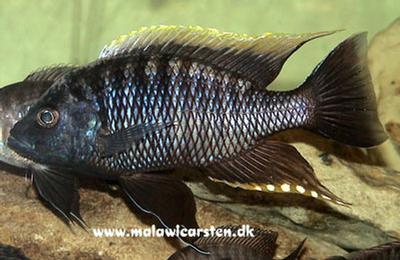 Copadichromis geertsi