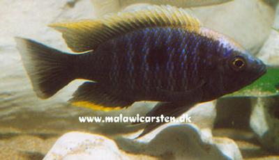Copadichromis geertsi