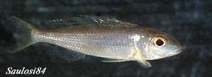 Lestradea perspicax
