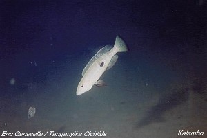 Lepidiolamprologus attenuatus Kalambo
