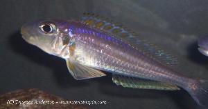 Xenotilapia bathyphila Kekese - han