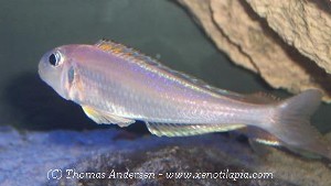Xenotilapia bathyphila Kekese - han