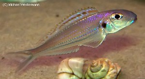Xenotilapia bathyphila Namansi