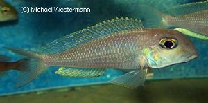 Xenotilapia sima