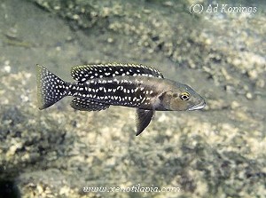 Lepidiolamprologus elongatus Kekese