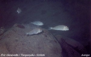 Xenotilapia boulengeri Isanga