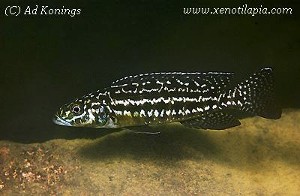 Lepidiolamprologus kendalli Chituta