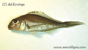 Xenotilapia burtoni - konserveret eksemplar
