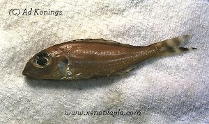 Xenotilapia caudafasciata han - konserveret eksemplar