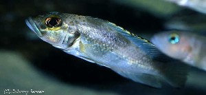 Lepidiolamprologus lemairii