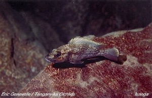 Lepidiolamprologus lemairii