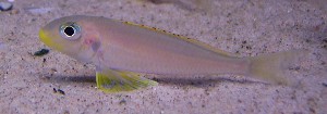 Xenotilapia flavipinnis Nyanza Lac