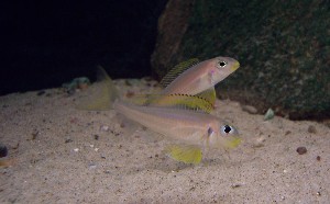 X. flavipinnis Nyanza Lac - han der imponerer