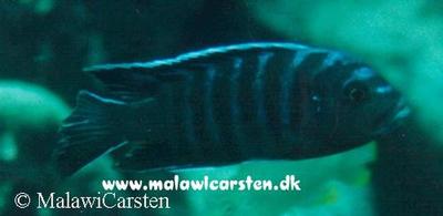 Cynotilapia afra et sted i Mozambique