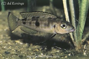 Lepidiolamprologus pleuromaculatus