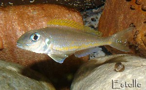X. flavipinnis Mpulungu