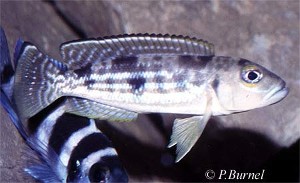 Lepidiolamprologus pleuromaculatus