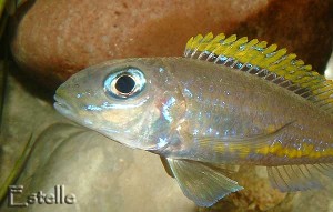 X. flavipinnis Mpulungu