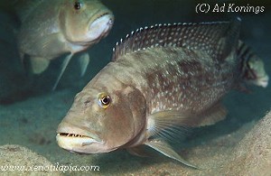 Lepidiolamprologus profundicola Kanoni