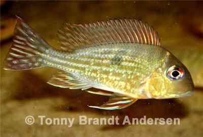 Geophagus abalios.