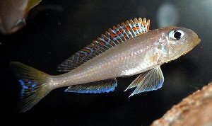Xenotilapia flavipinins Lyamembe