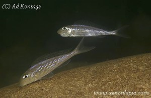 Xenotilapia leptura Kantalamba