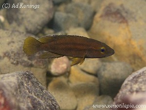Neolamprologus bifasciatus Gombe