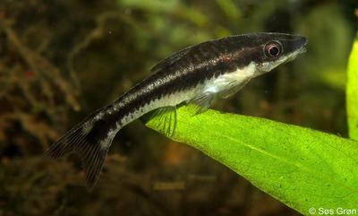 Otocinclus vittatus