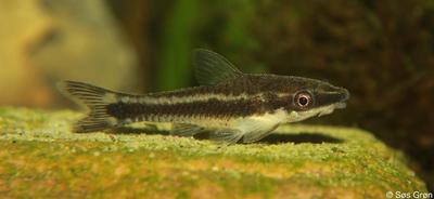 Otocinclus vittatus
