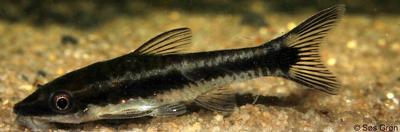 Otocinclus vittatus